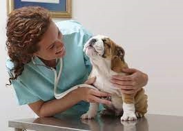 waggel pet insurance 